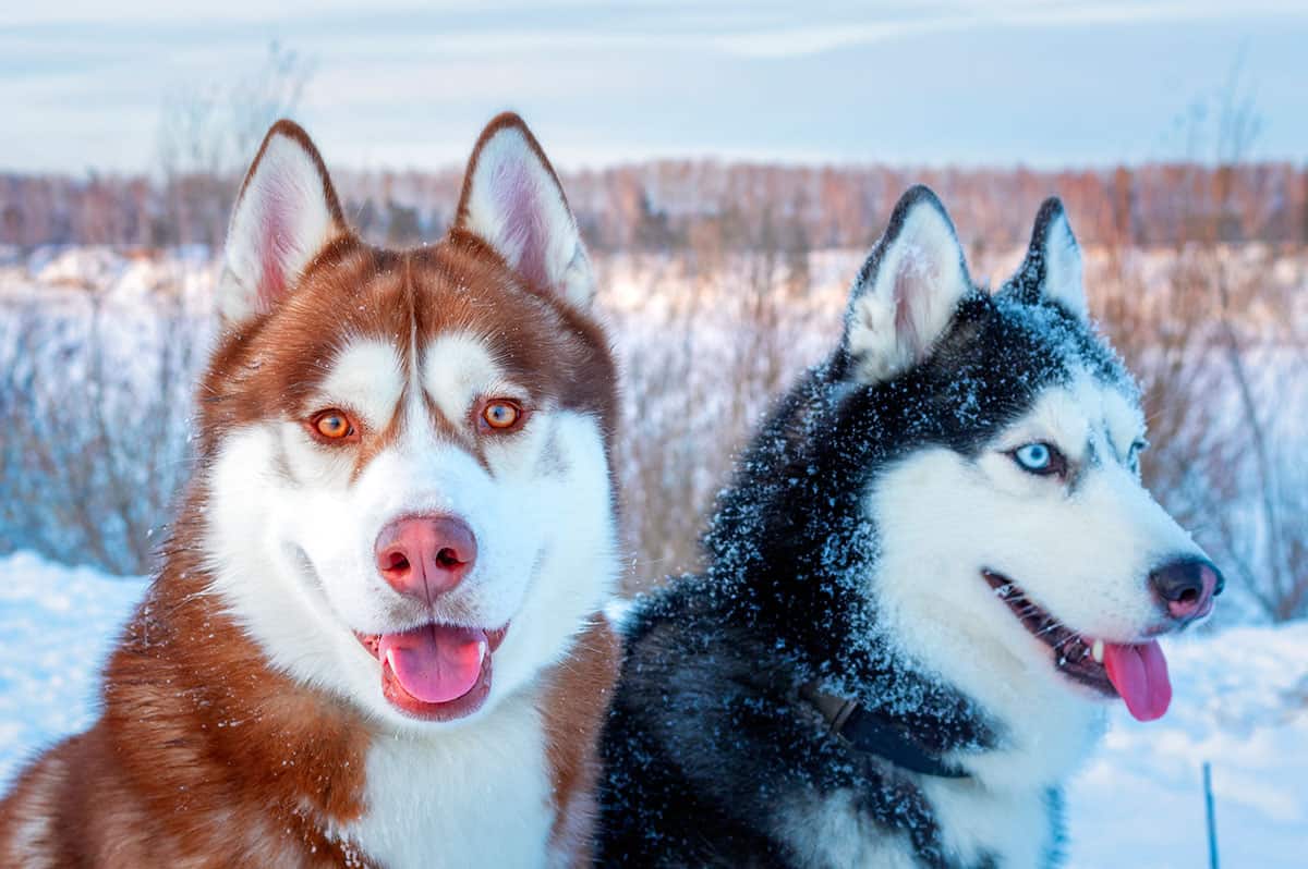 what did huskies evolve from