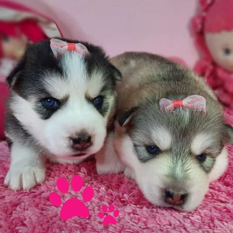 Two Siberian Husky puppies