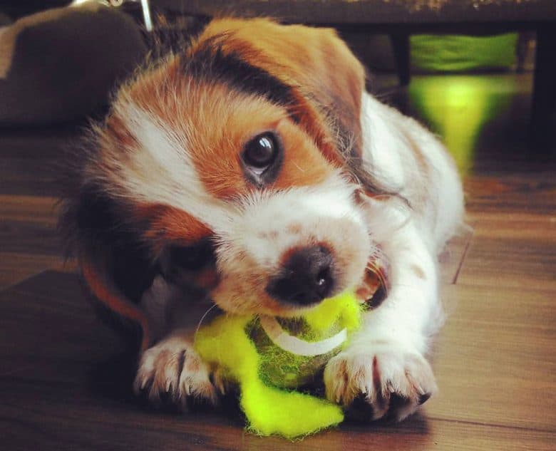 Young Tzu Basset mix chewing a ball