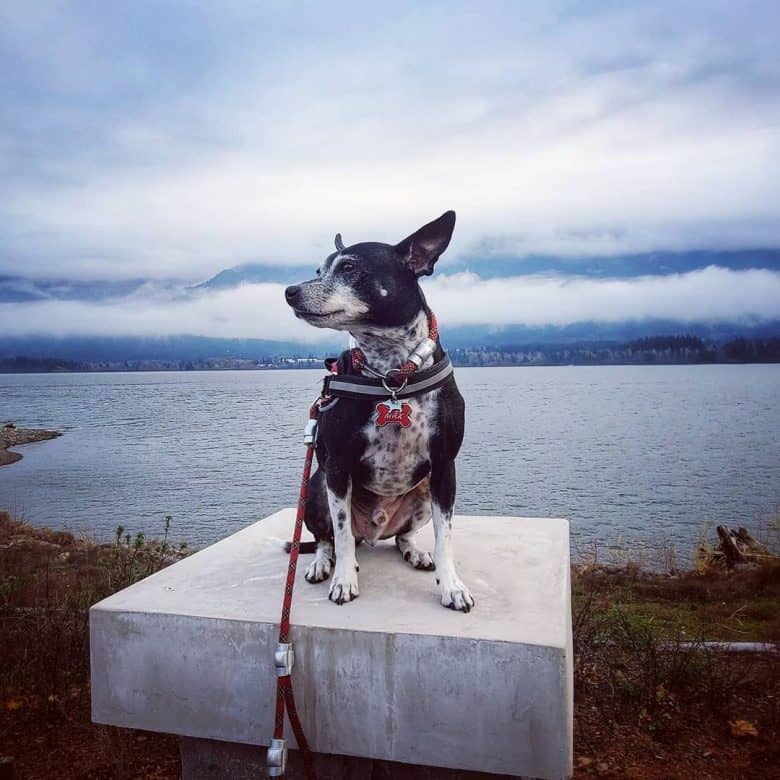 Chipin enjoying beach view