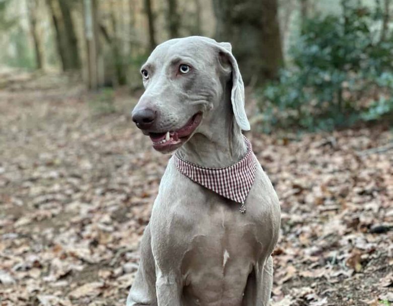 Weimaraner dog breed