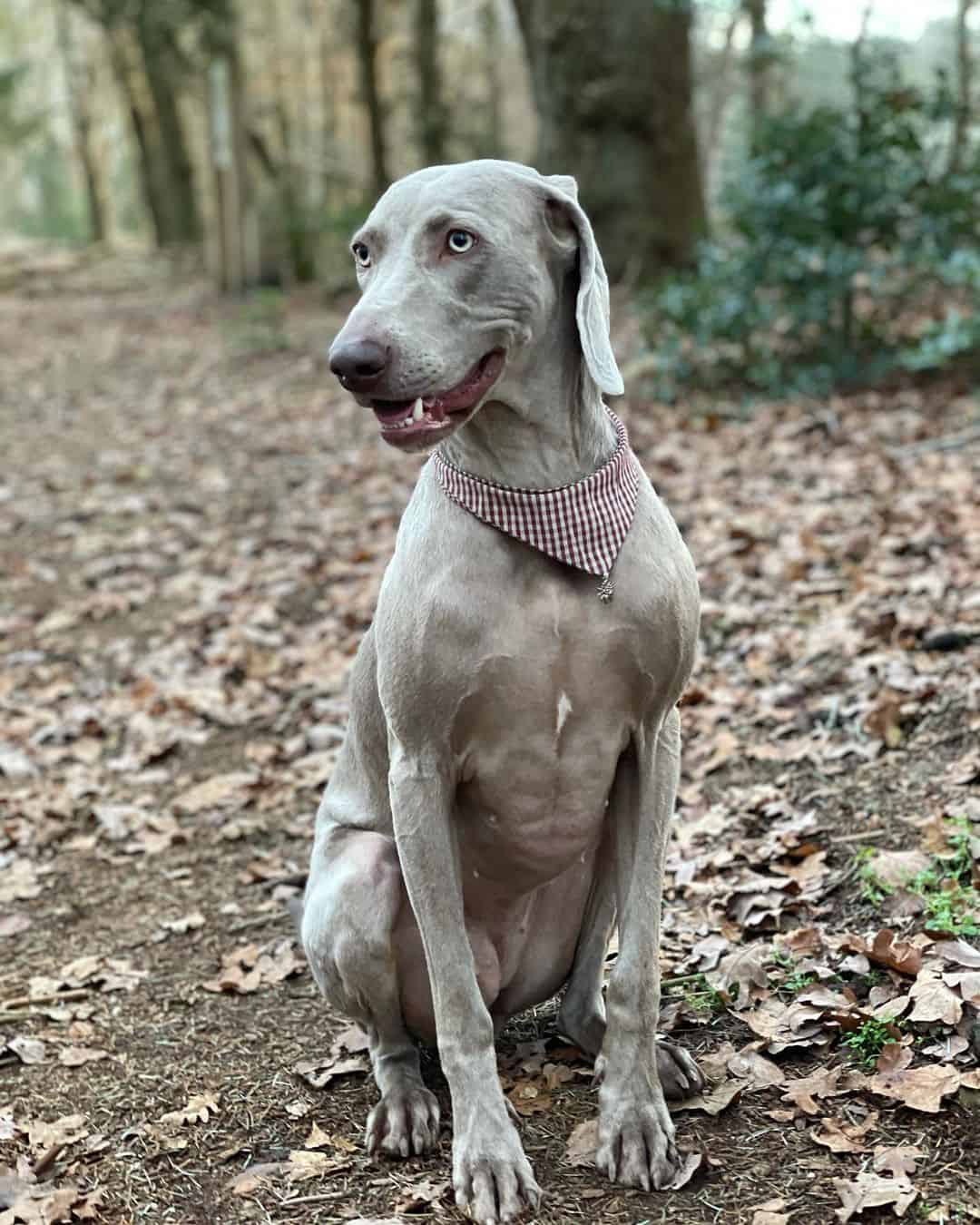 The Truth You Need to Know About Silver Labs K9 