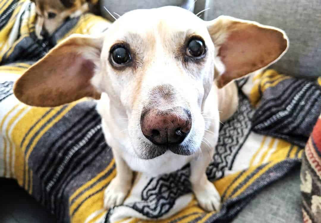 30 Basset Hound Mixes to Fall in Love with Right Now K9 