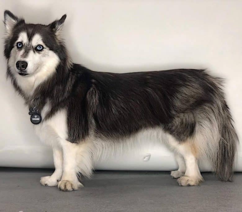 Welsh Corgi Husky mix portrait