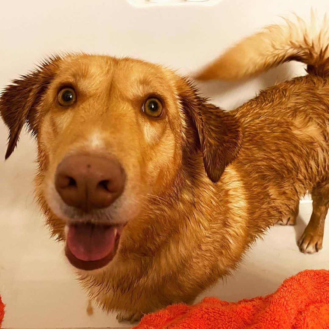 Is the Lab mix a good dog? K9 