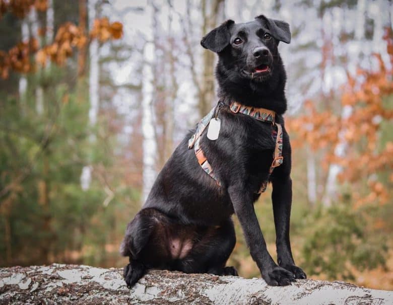 Whipador mix dog in the woods