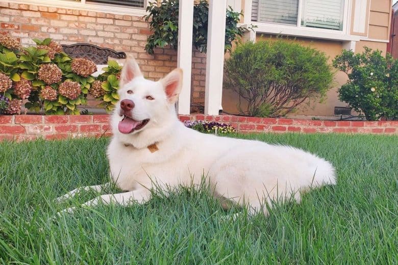 White Alaskan Malamute lying on the grass