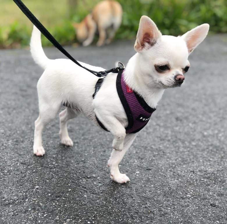 White Chihuahua walking