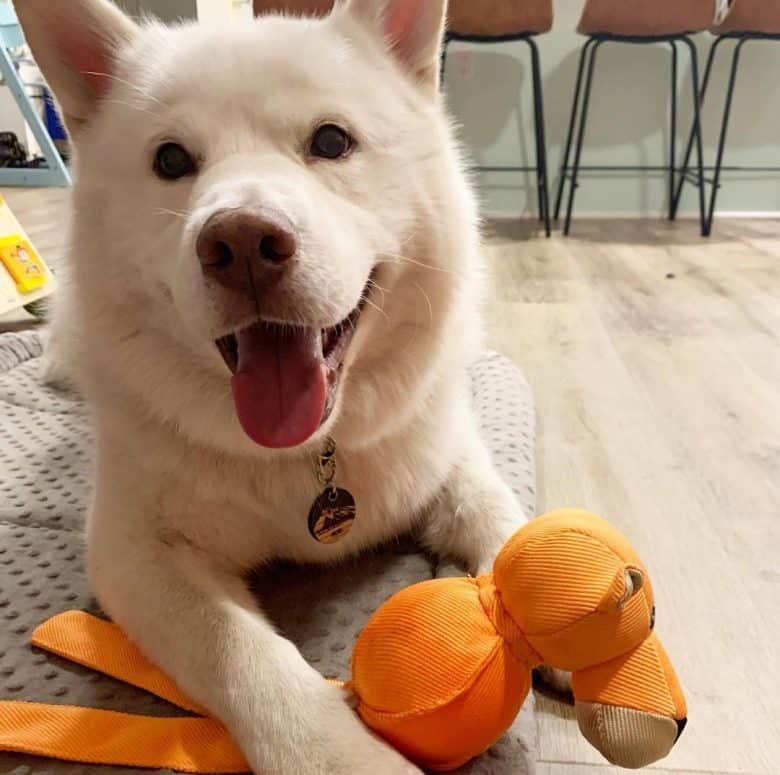 White Husky playing kong wubba toy
