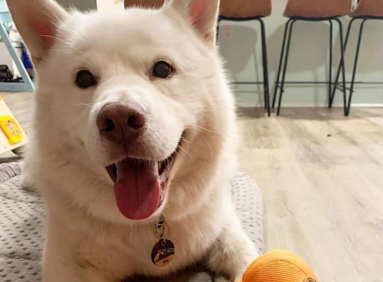 White Husky playing kong wubba toy