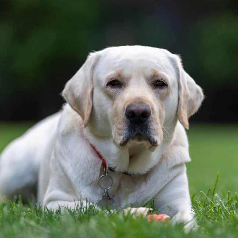 White Lab lying on the grass