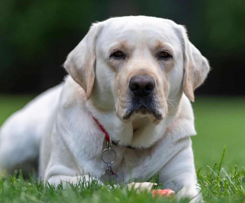 White Lab lying on the grass