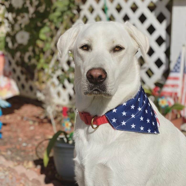 https://www.k9web.com/wp-content/uploads/2020/12/white-labrador-in-american-flag-scarf-780x780.jpg