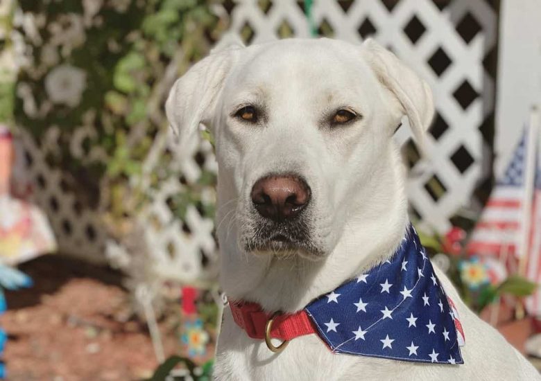 White Labrador in American flag scarf