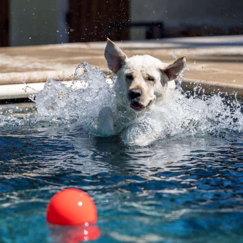White Labrador getting the ball in the pool