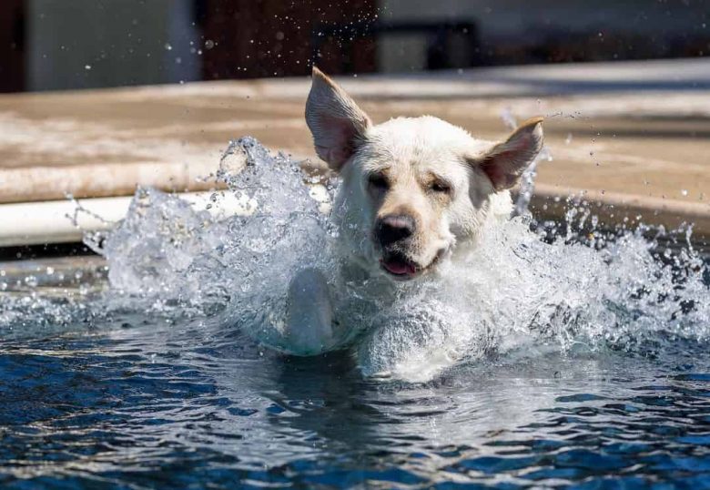 White Labrador getting the ball in the pool