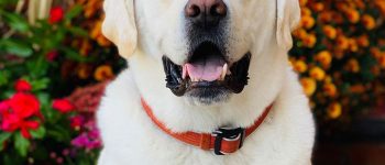 White Labrador portrait