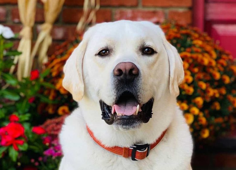White Labrador portrait