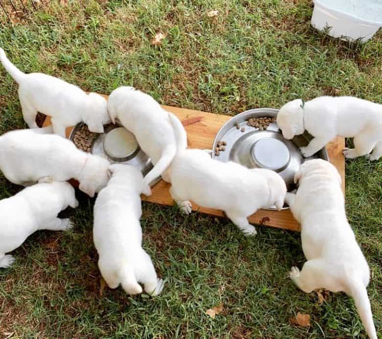 https://www.k9web.com/wp-content/uploads/2020/12/white-labrador-puppies-eating-780x692.jpg