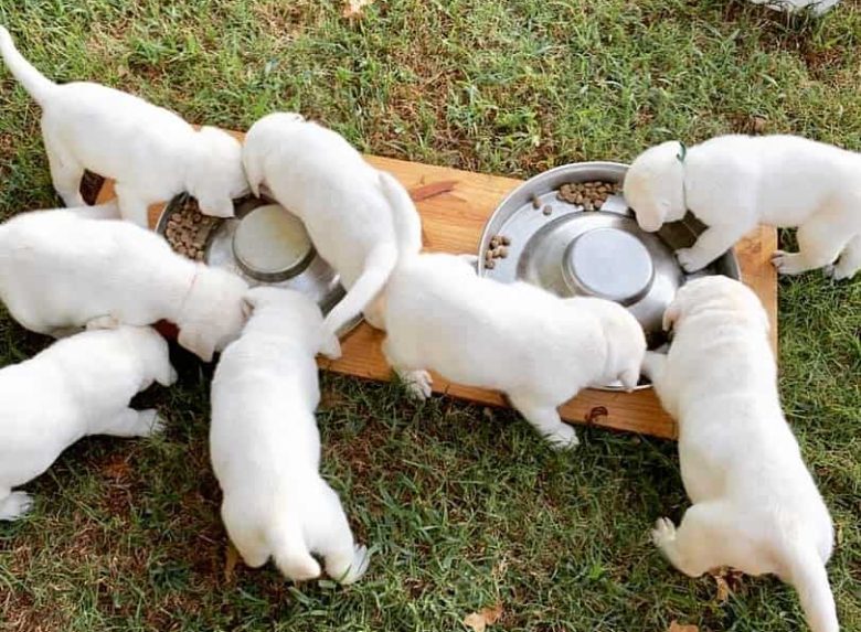 White Labrador puppies eating