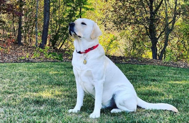 White Labrador in the park