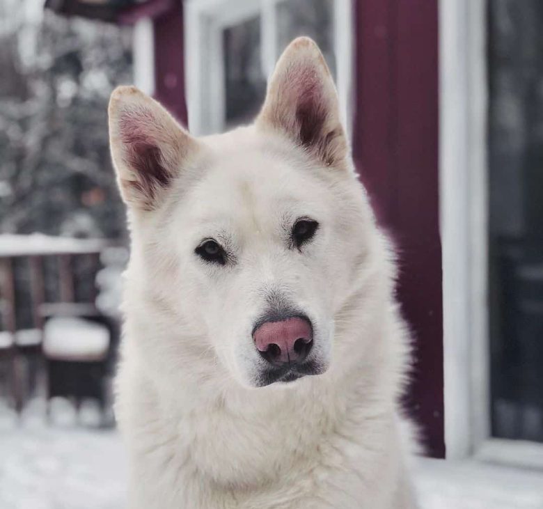 White Mal close-up portrait