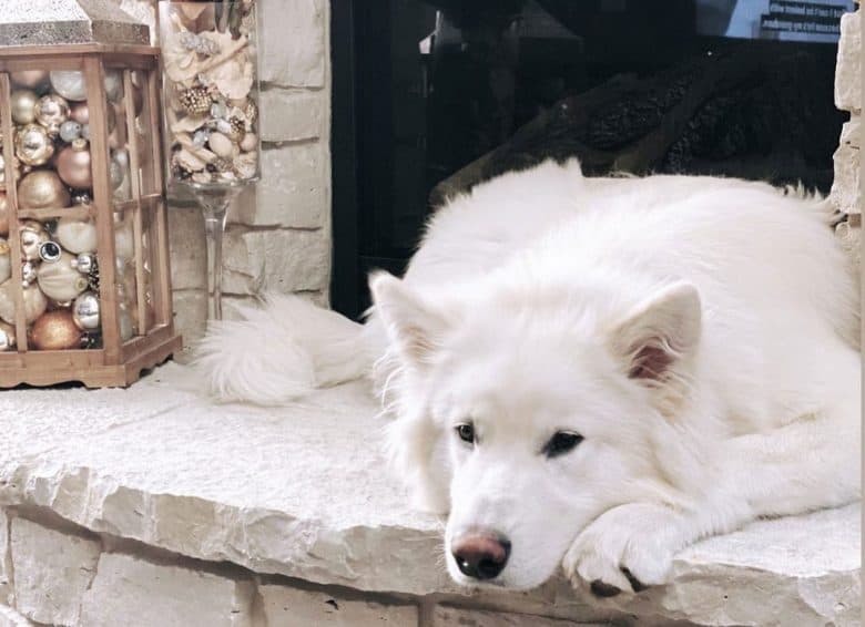 Pure white malamute hot sale
