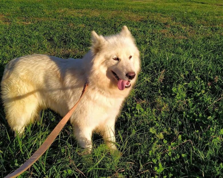 White Malamute in grassy field