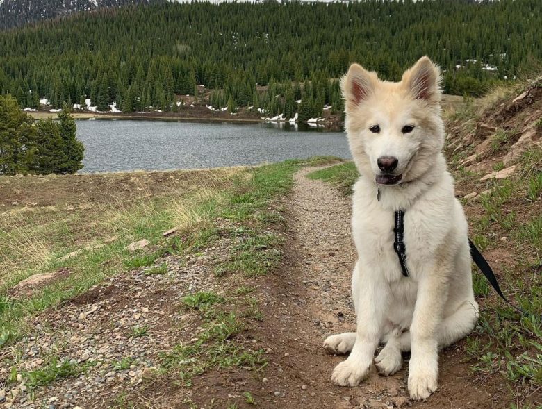 White Malamute in the valley