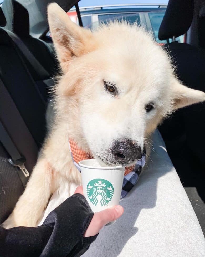 White Malamute loves puppuccino