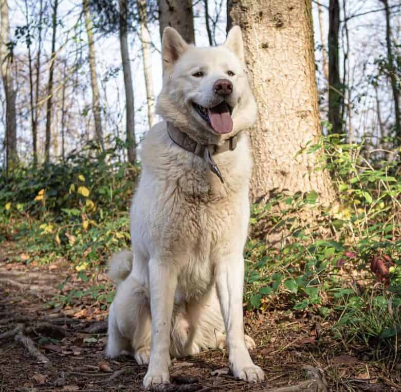 White Malamute in the woods