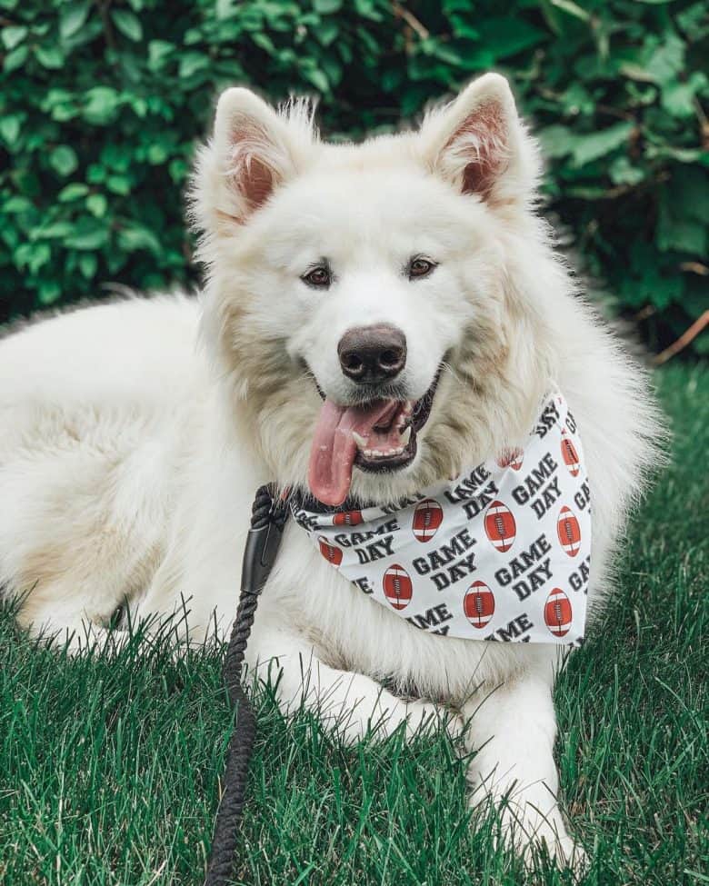 White Malamute with football themed scarf