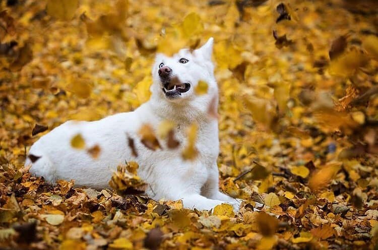 White Siberian Husky in autumn