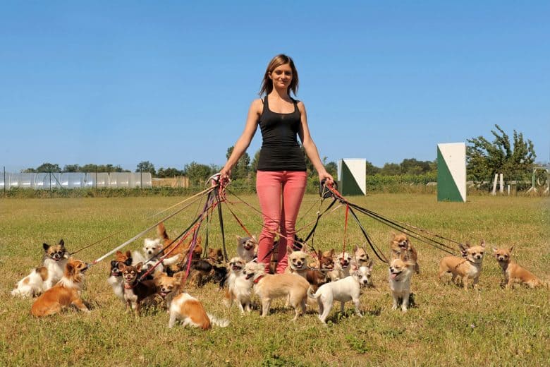 Woman with group of Chihuahuas