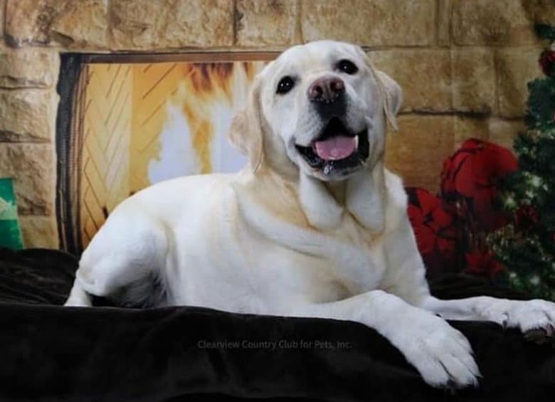 Yellow Labrador lying on his bed