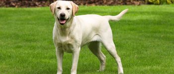 Yellow Labrador Retriever on green grass lawn