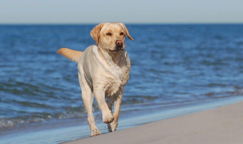 Yellow Labrador Retriever on the beach