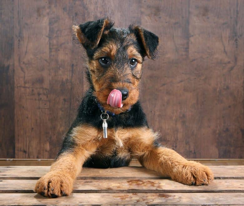 Young Airedale Terrier licking his nose
