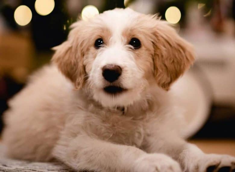 Lovely little Bordoodle mix dog