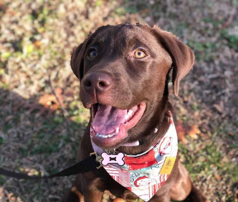 Excited young Chocolate Lab