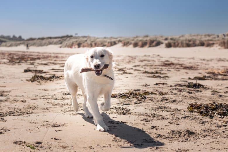 Young English Cream Golden Retriever