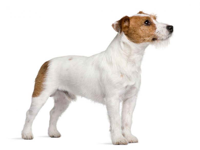 Young Jack Russell Terrier dog portrait