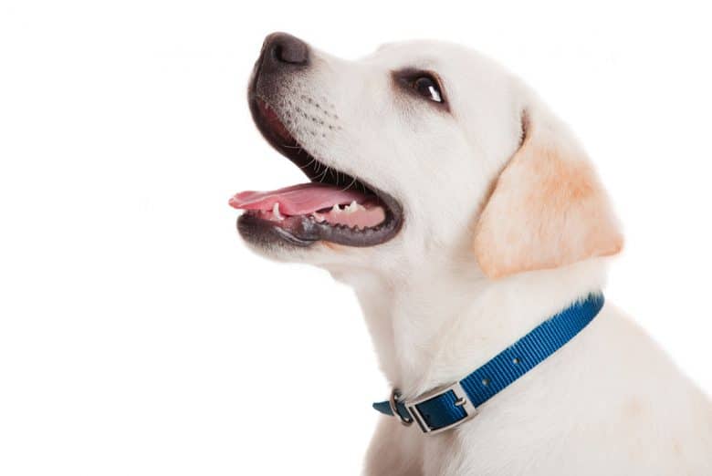 Young Labrador Retriever portrait