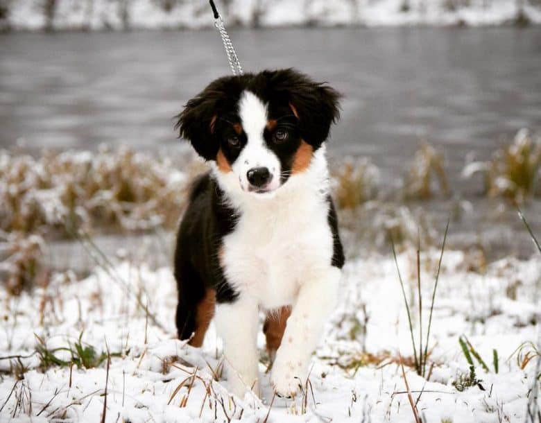 Young Miniature American Shepherd walking on the snow