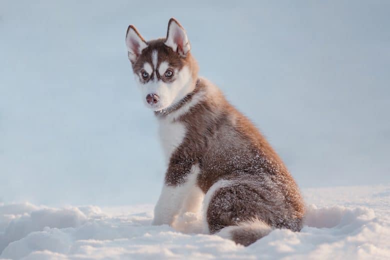 Young Red Husky sitting on snow field