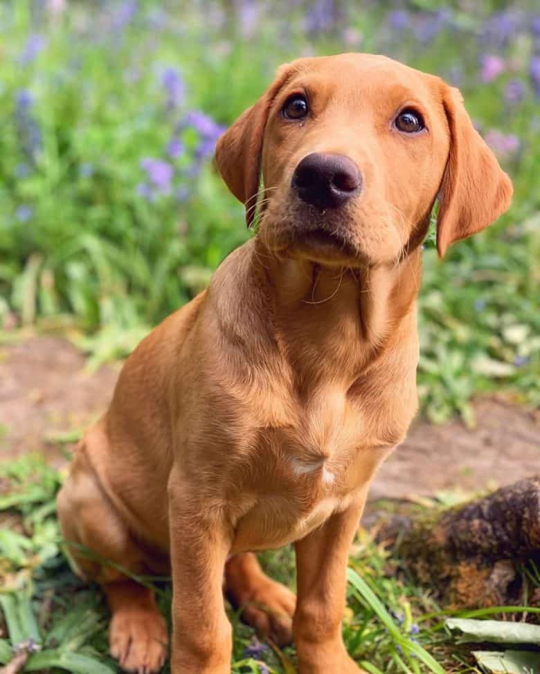 Fox Red Lab Puppies For Sale Near Me / Our Fox Red Labrador Puppy