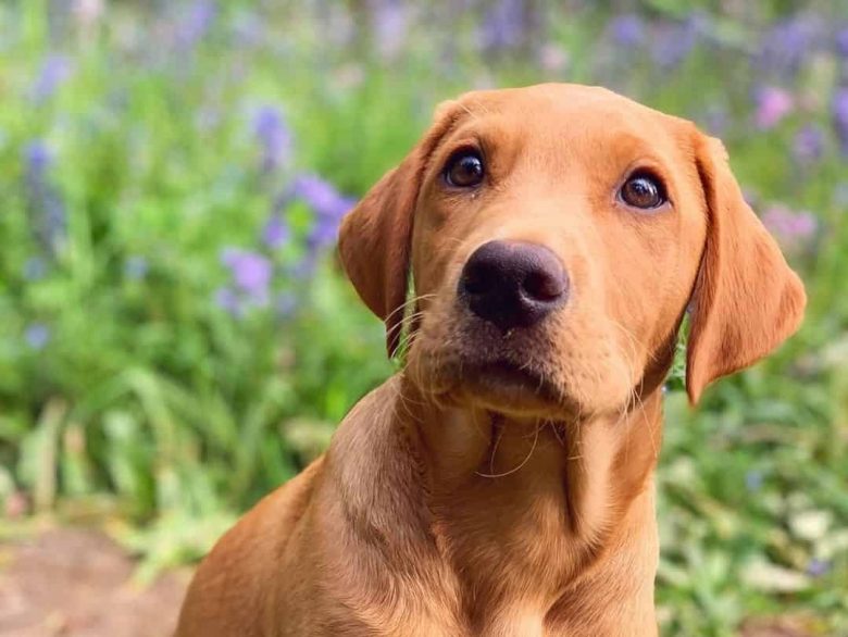 Young Fox Red Lab dog