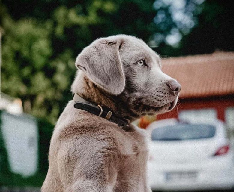 Young Silver Lab in side view portrait