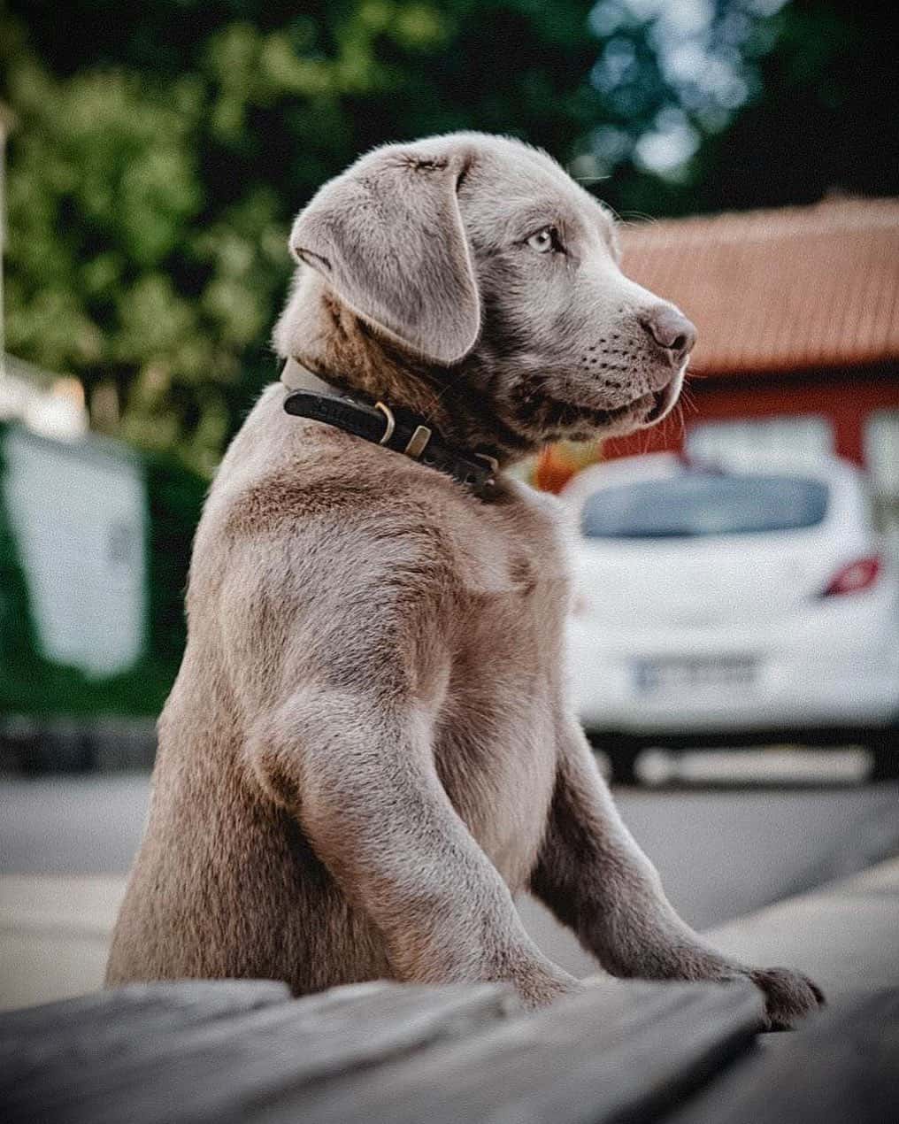 The Truth You Need to Know About Silver Labs K9 