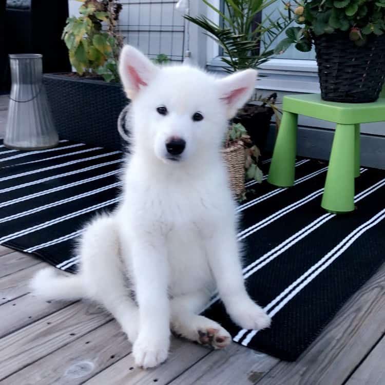 Young White Alaskan Malamute on the deck